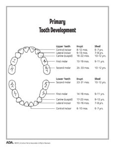 Chart of primary teeth eruption and shedding times.